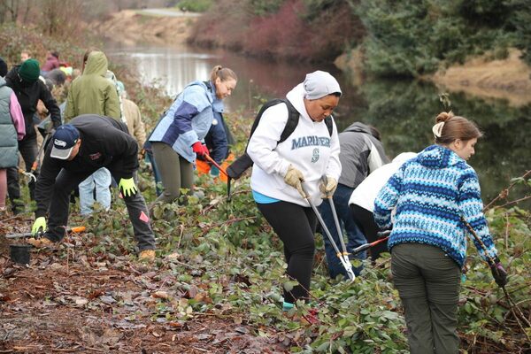 Volunteers trim invasive blackberry bushes along the river bank, but leave some in place on the slope to prevent erosion.
Photos by Kevin Teeter