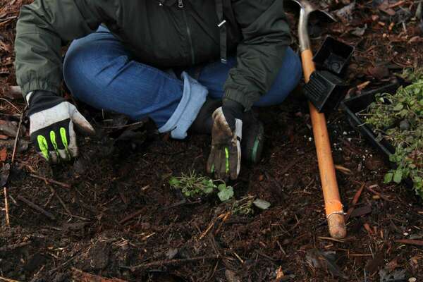 A volunteer plants a wild strawberry plant.
Photos by Kevin Teeter